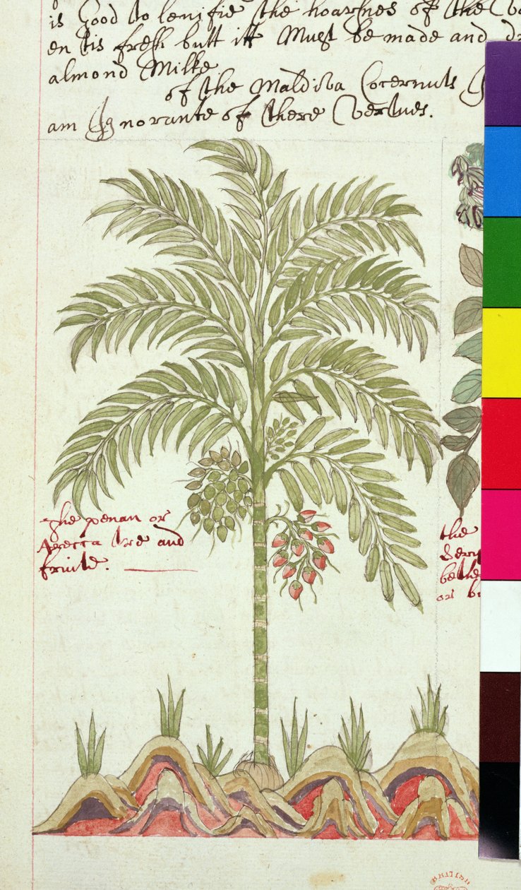 Sloane 4013 f.5v Palmera datilera de 