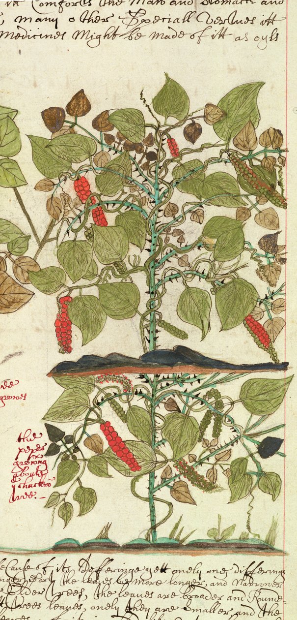 Sloane 4013 f.7 Det. Planta de pimiento de 