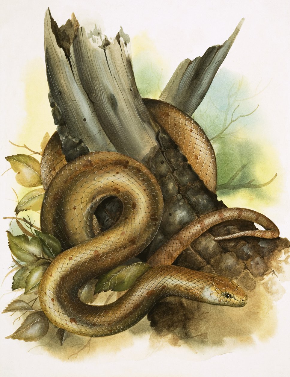 Serpiente de English School