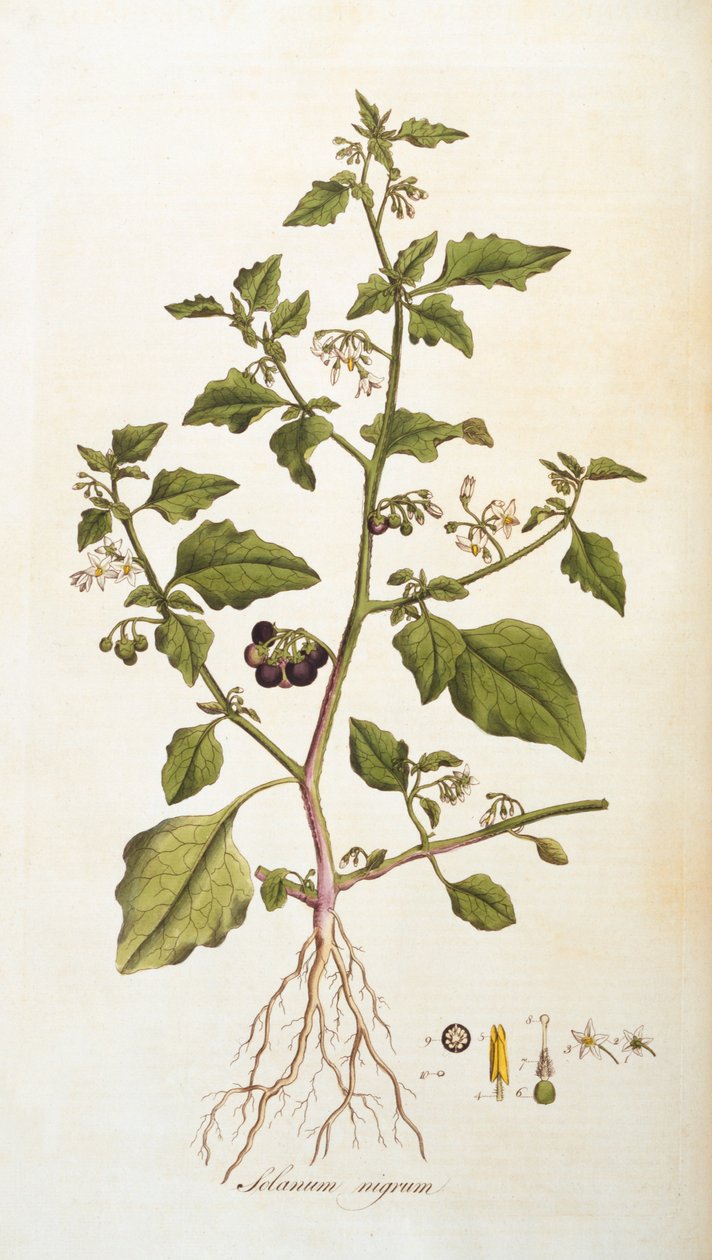 Solanum nigrum [hierba mora], ilustración de Flora Londiniensis [Flores de Londres] de William Curtis, publicada 1777-98 de English School