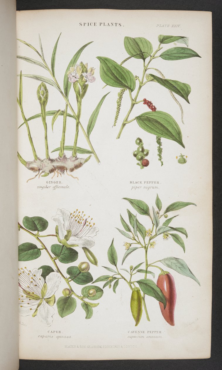 Plantas de especias, de 