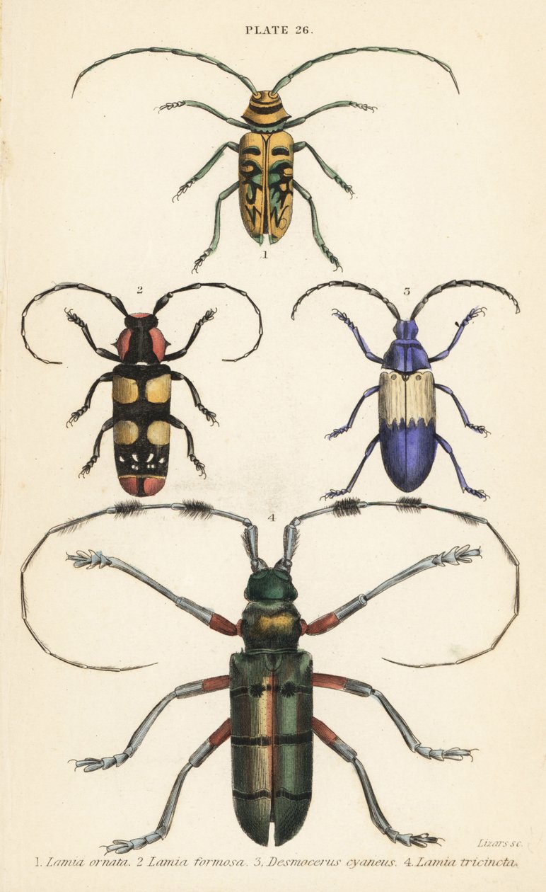 Sternotomis pulchra 1, Tragocephala formosa 2, escarabajo del saúco, Desmocerus palliatus 3, y Thysia wallichii 4 de English School