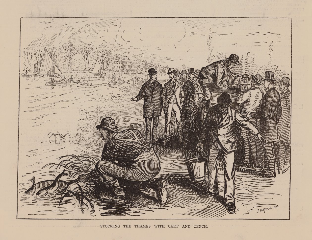 Stocking the Thames with Carp and Tench (grabado) de English School