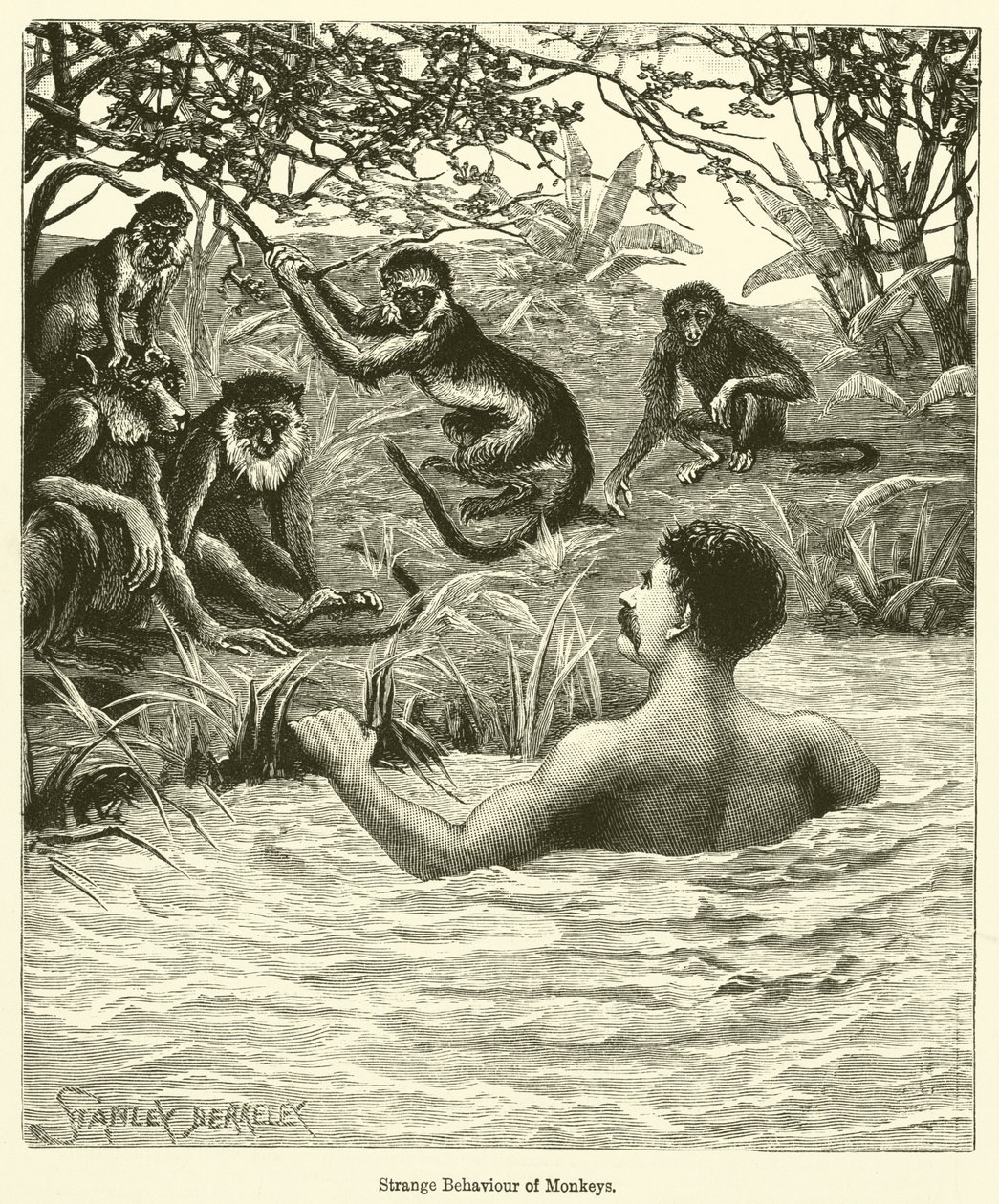 Extraño comportamiento de los monos (grabado) de English School