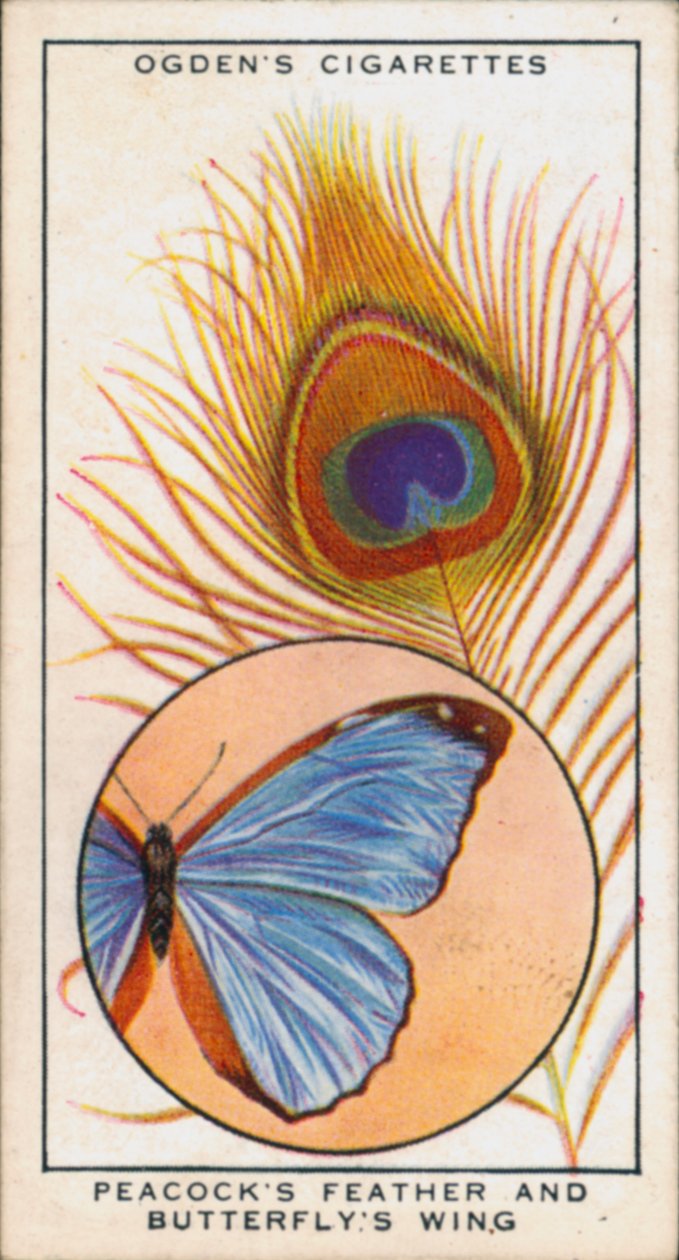 Colores estructurales en combinación con pigmento, pluma de pavo real y ala de mariposa (litografía en color) de English School