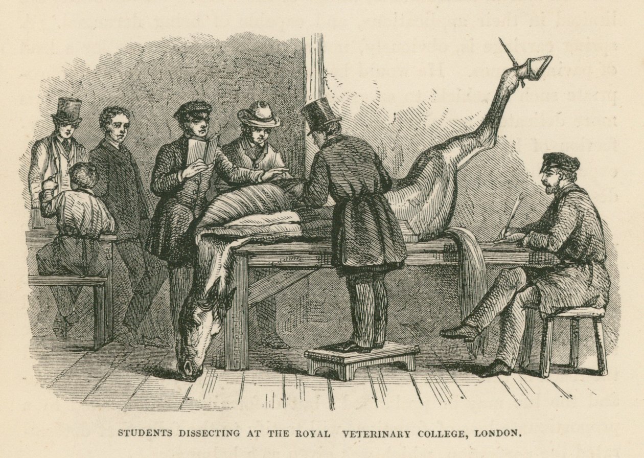 Estudiantes diseccionando en el Royal Veterinary College de Londres (grabado) de English School
