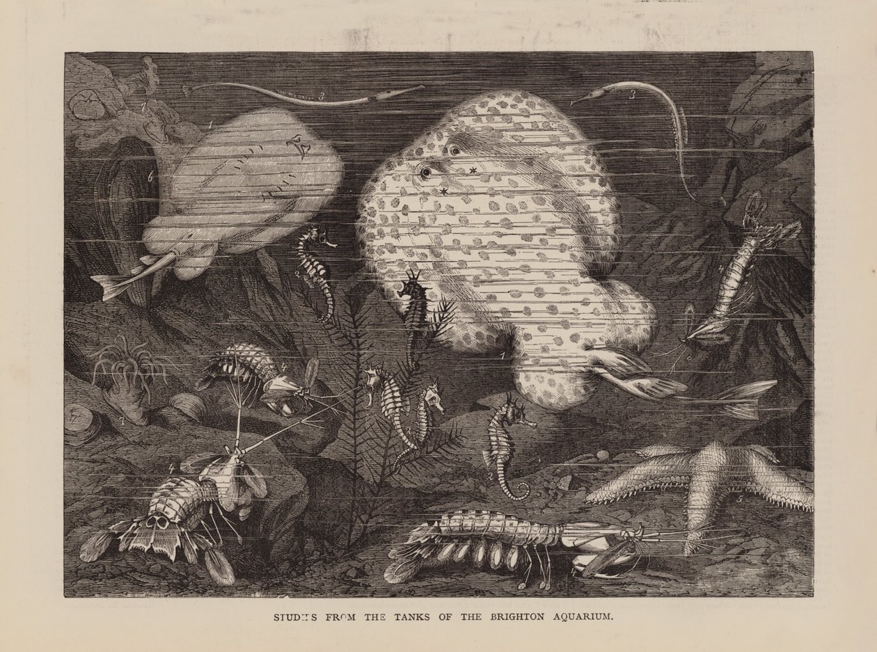 Estudios de los tanques del acuario de Brighton (grabado) de English School