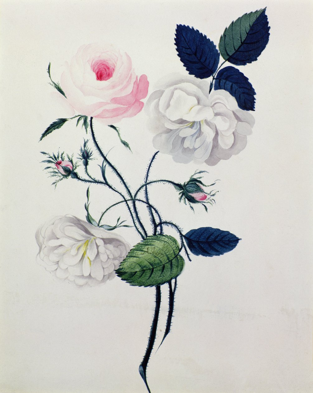 Estudio de Rosas Blancas y Rosadas, c.1820 de English School