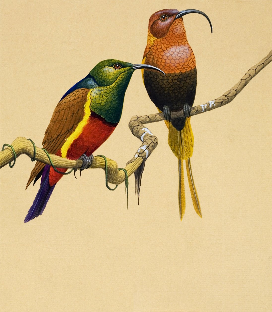 Pájaros del sol (gouache sobre papel) de English School