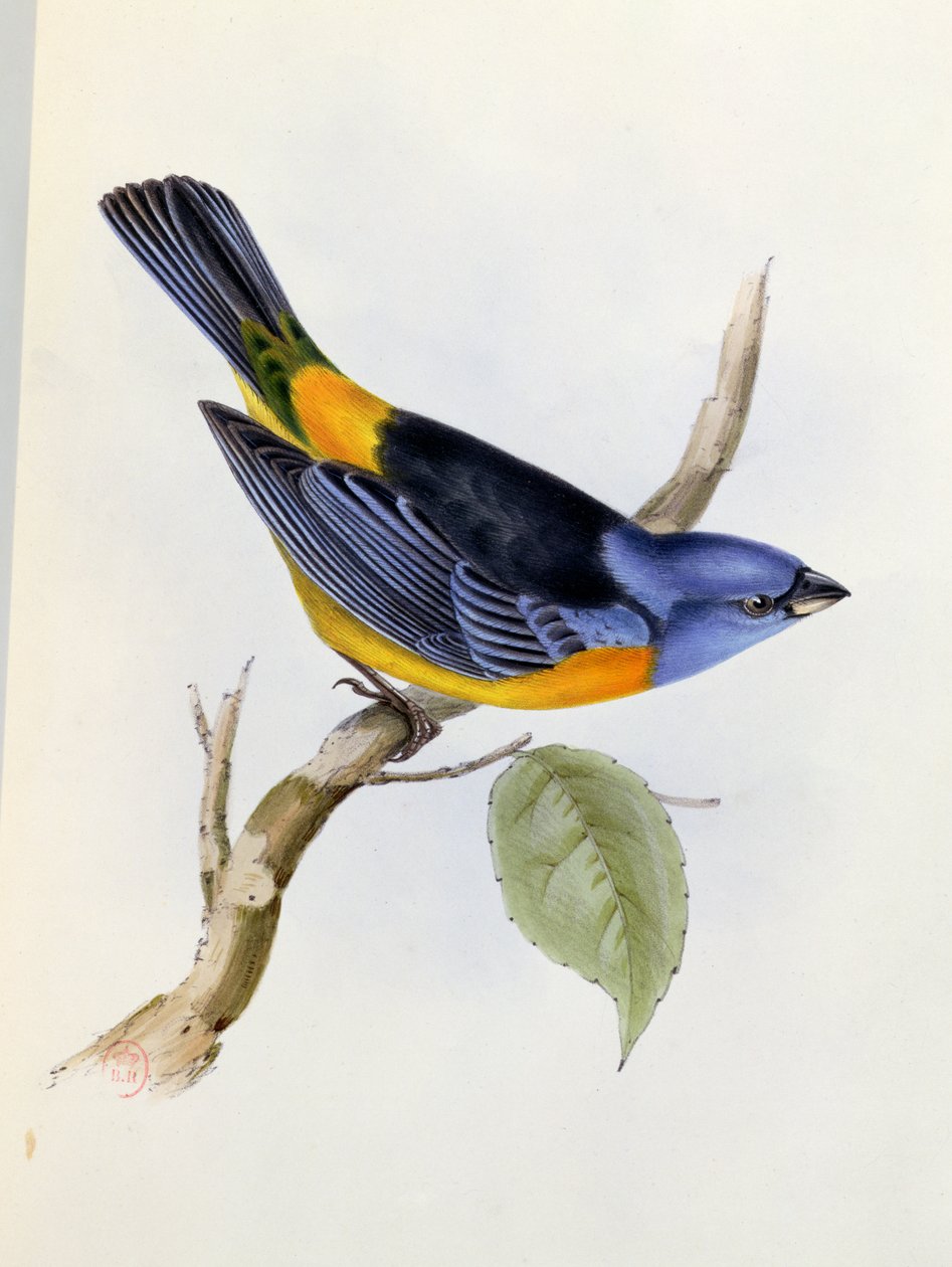 Tanagra Darwini, lámina 34 de La Zoología del Viaje del H.M.S. Beagle 1832-36, por Charles Darwin (1809-92), 1840 de English School