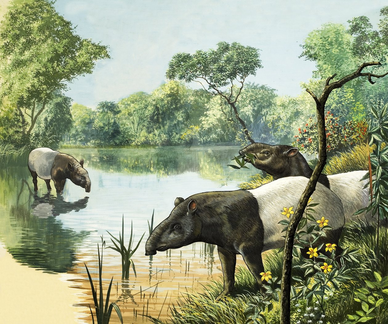 Tapires, ilustración del País de las Maravillas de la Naturaleza de English School