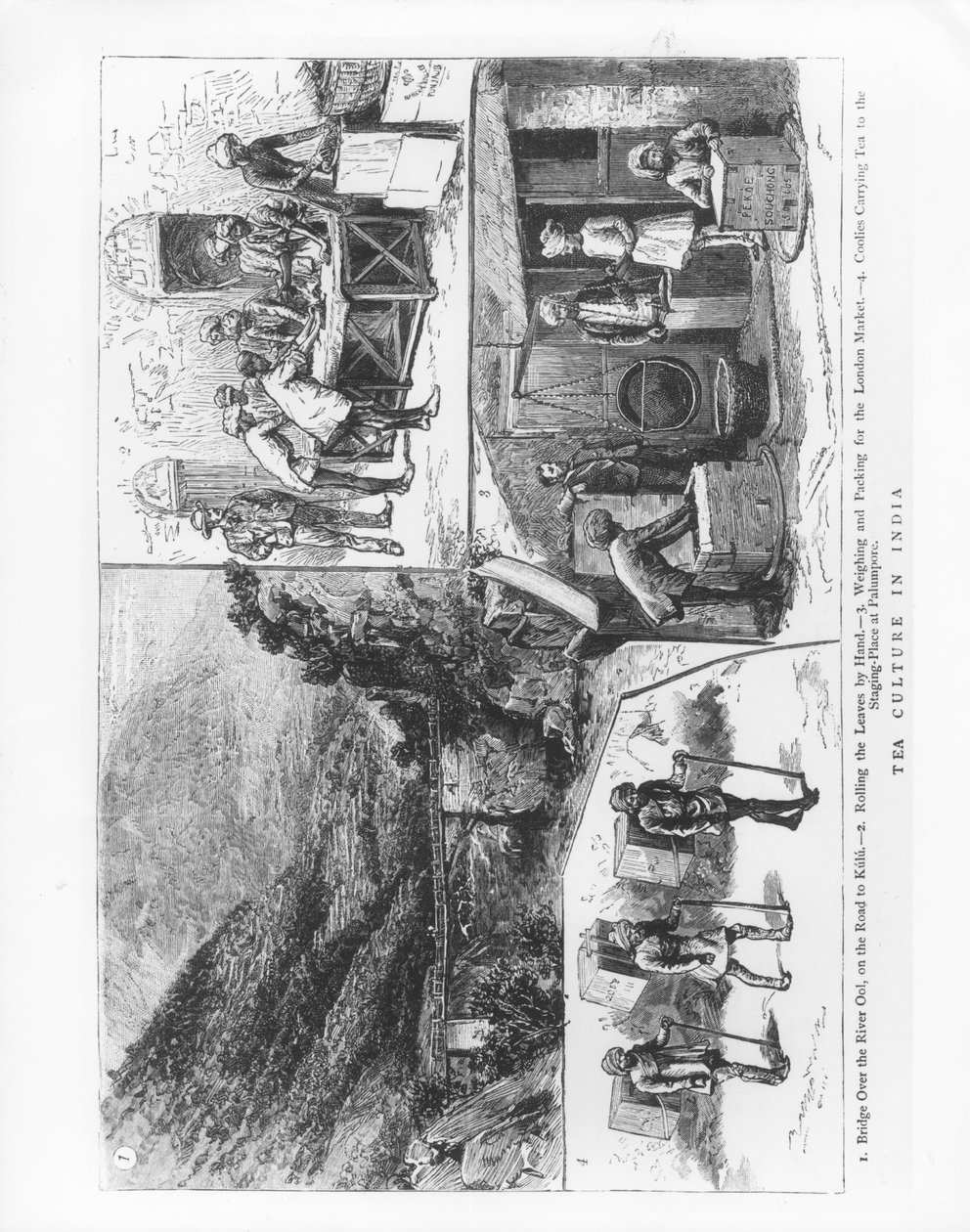 Cultura del té en India, 1883 de English School