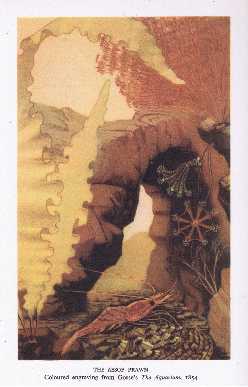 El camarón de Esopo, grabado en color de 
