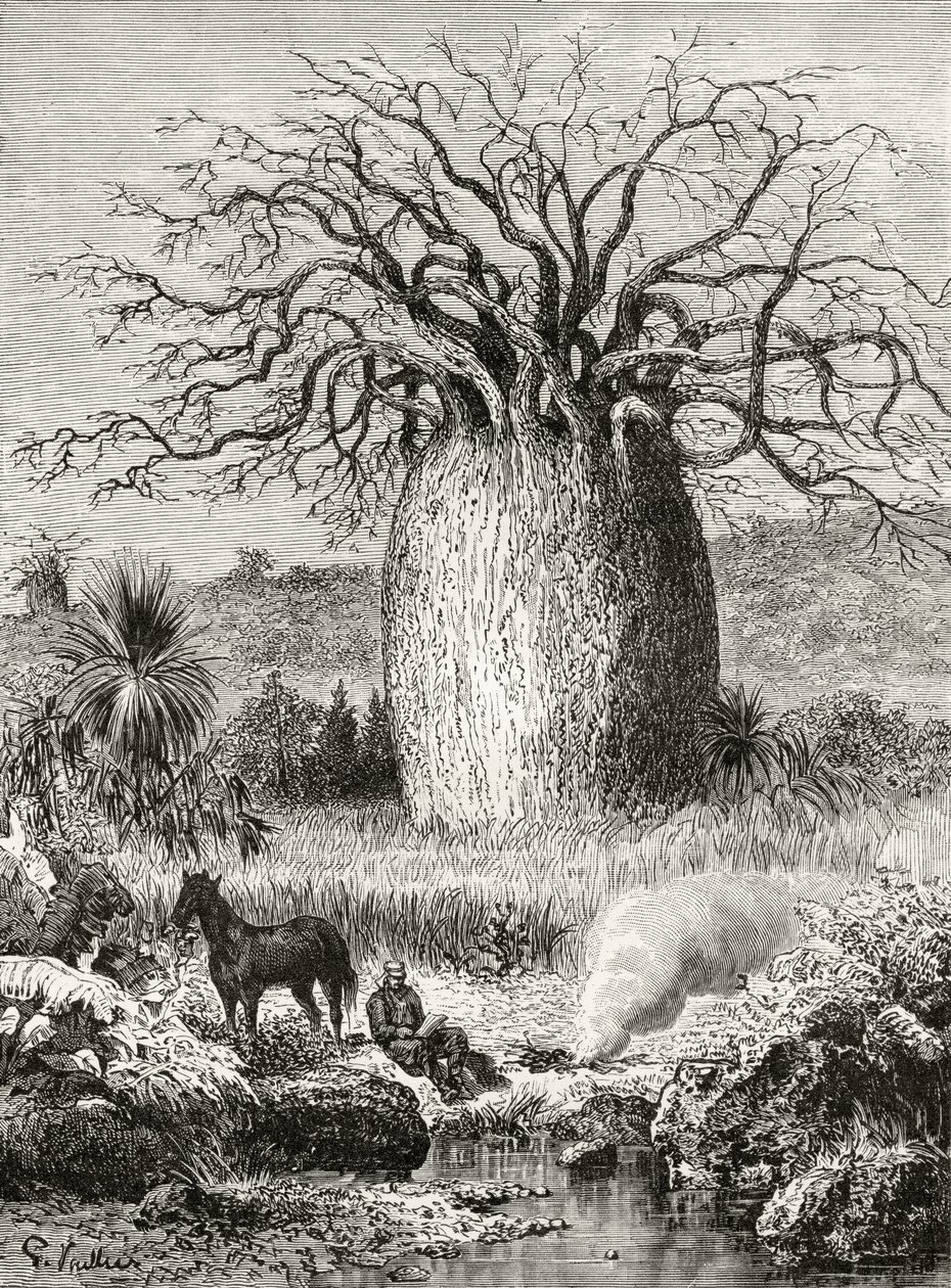 El árbol de la botella, de 