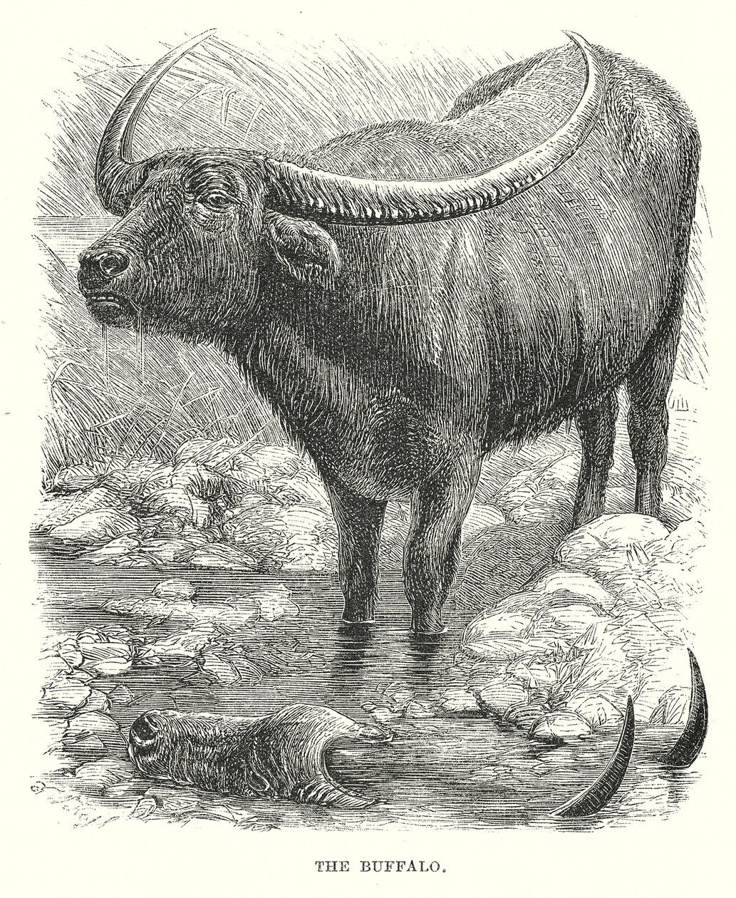 El búfalo (grabado) de English School