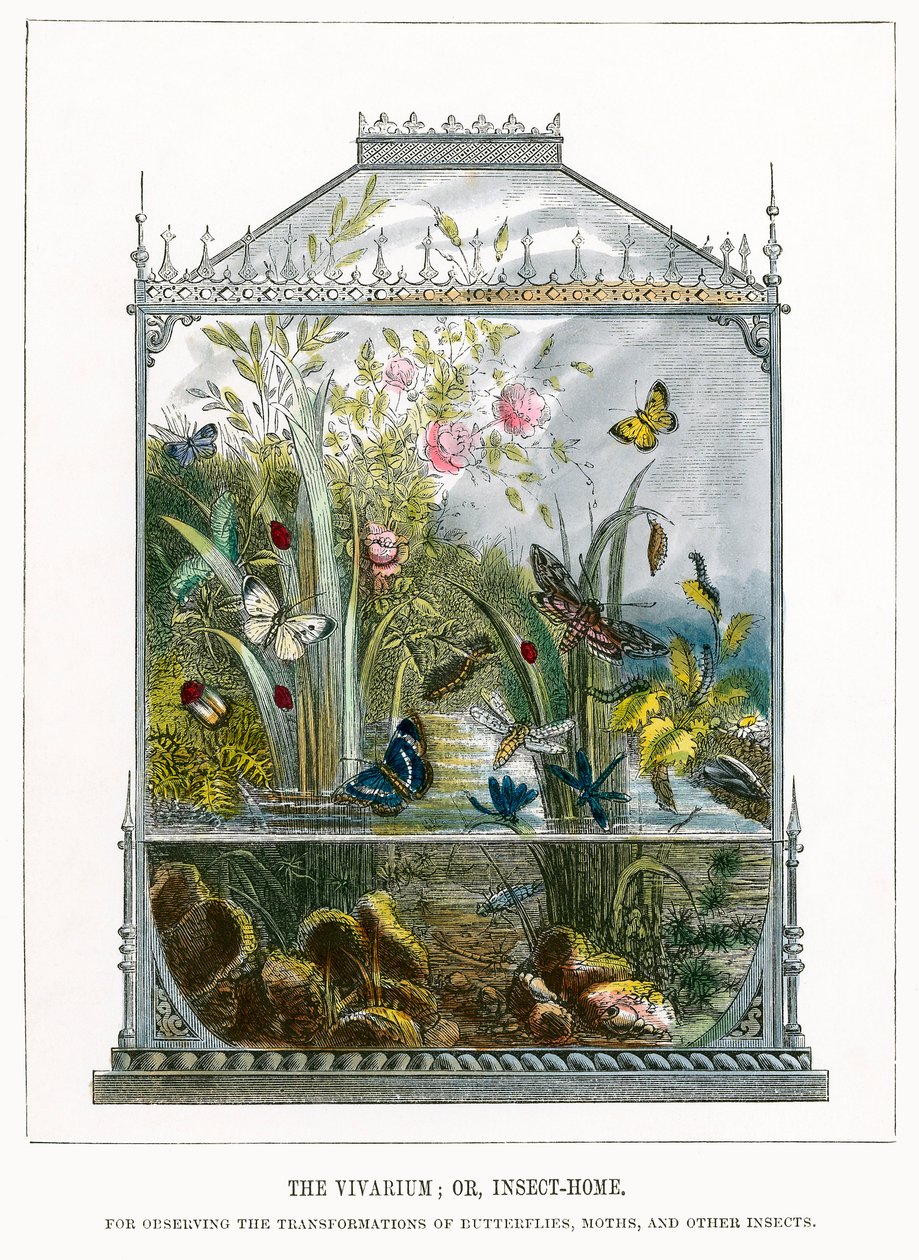 El vivero de mariposas (grabado coloreado) de English School