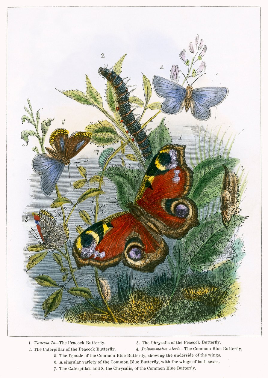 El vivero de mariposas (grabado coloreado) de English School