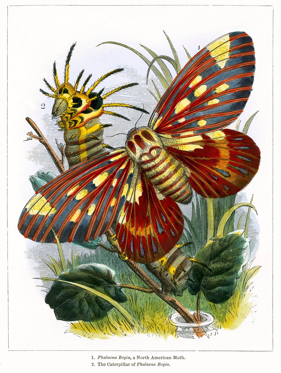 El vivero de mariposas (grabado coloreado) de English School