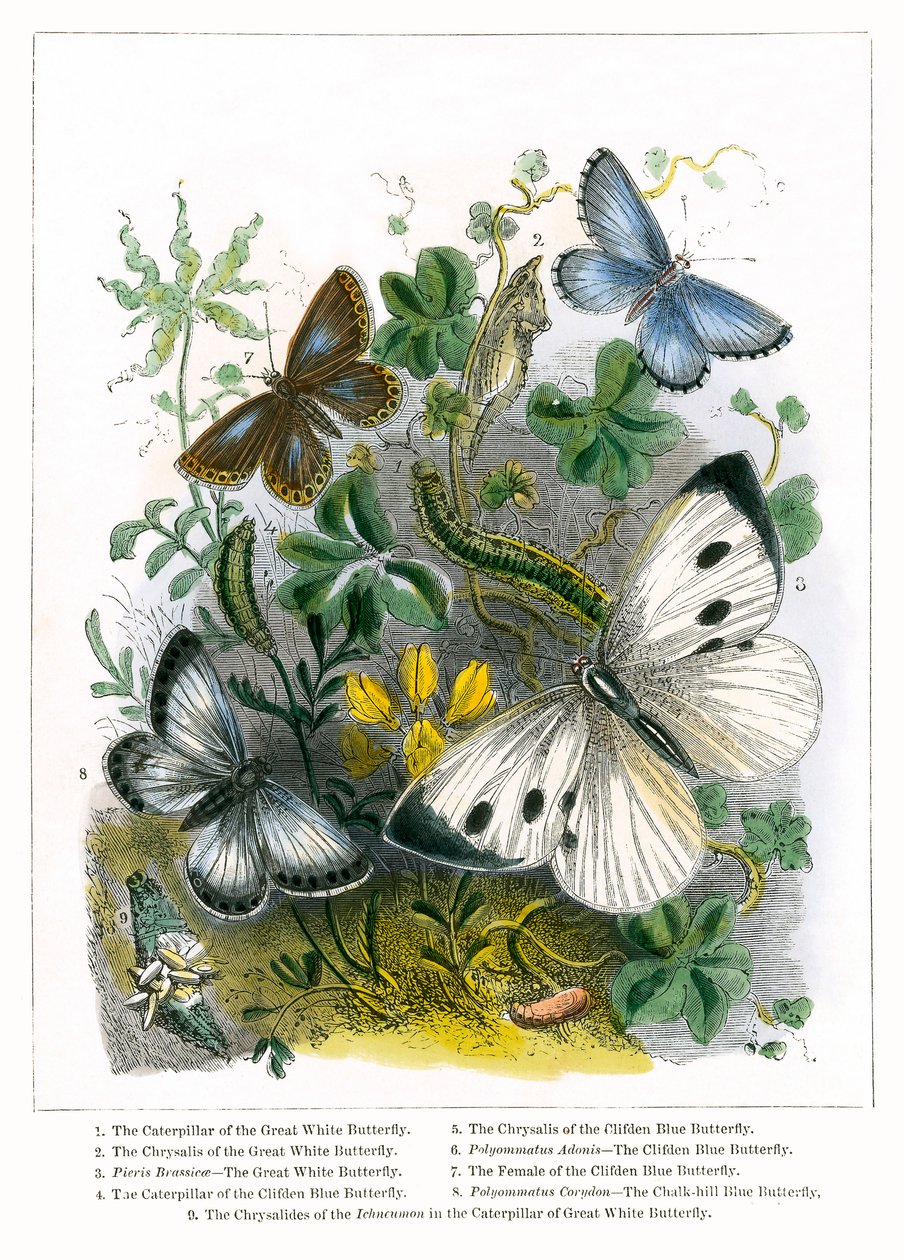 El vivero de mariposas (grabado coloreado) de English School