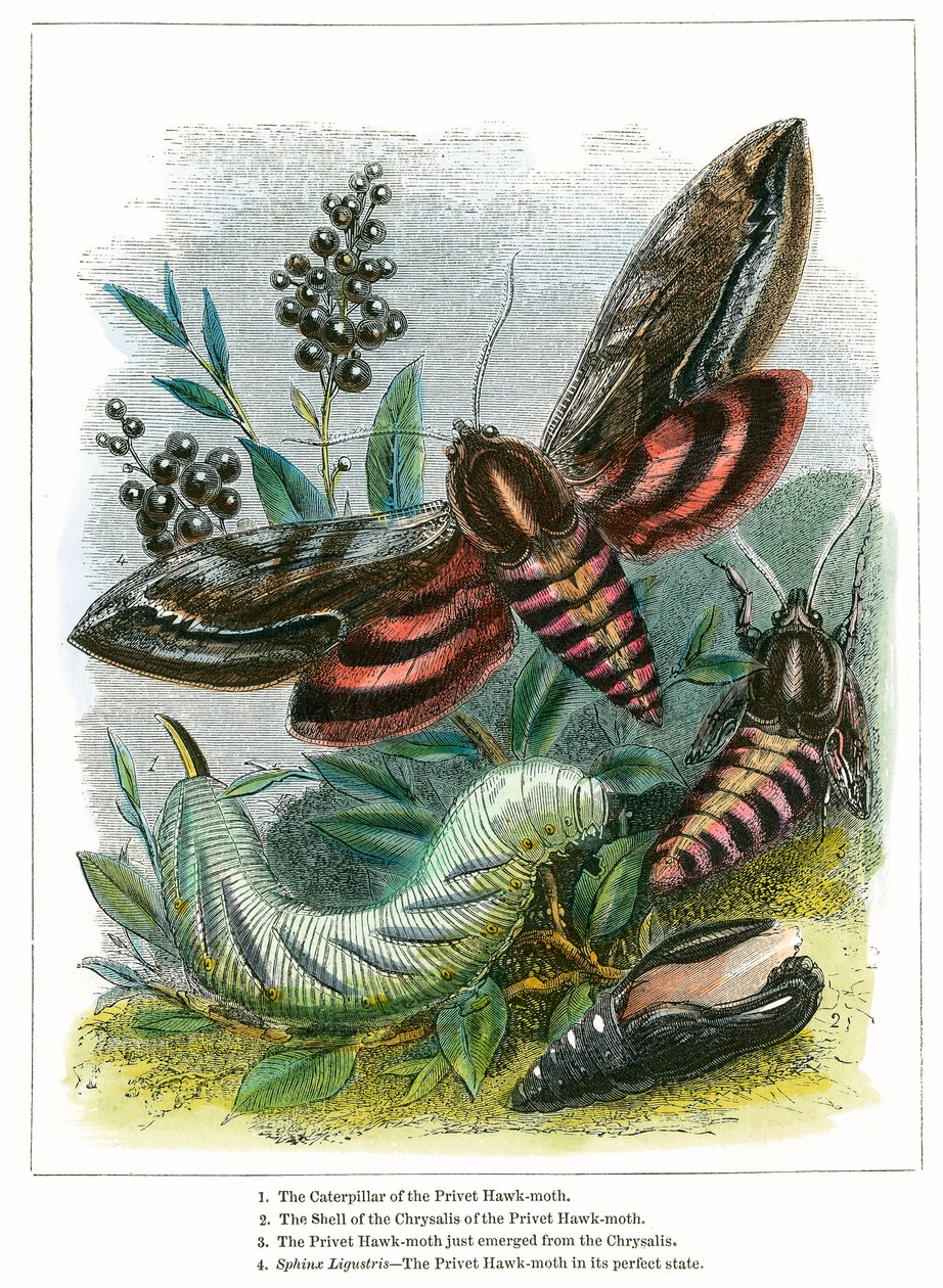 El vivero de mariposas (grabado coloreado) de English School