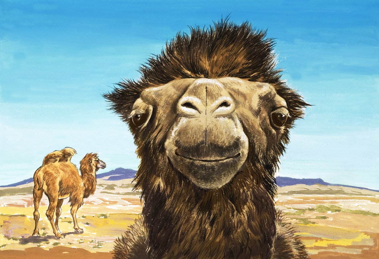 El camello, ilustración de "Criaturas con caras divertidas". de English School