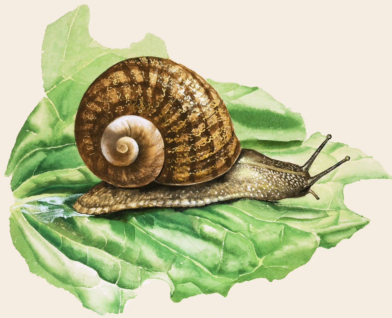 El caracol común de jardín, ilustración de "Caracoles y babosas". de English School
