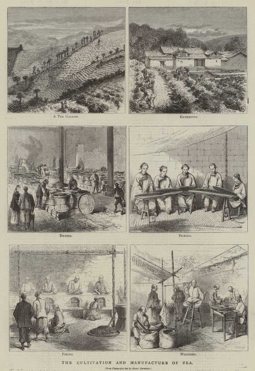 El cultivo y la fabricación del té (grabado) de English School
