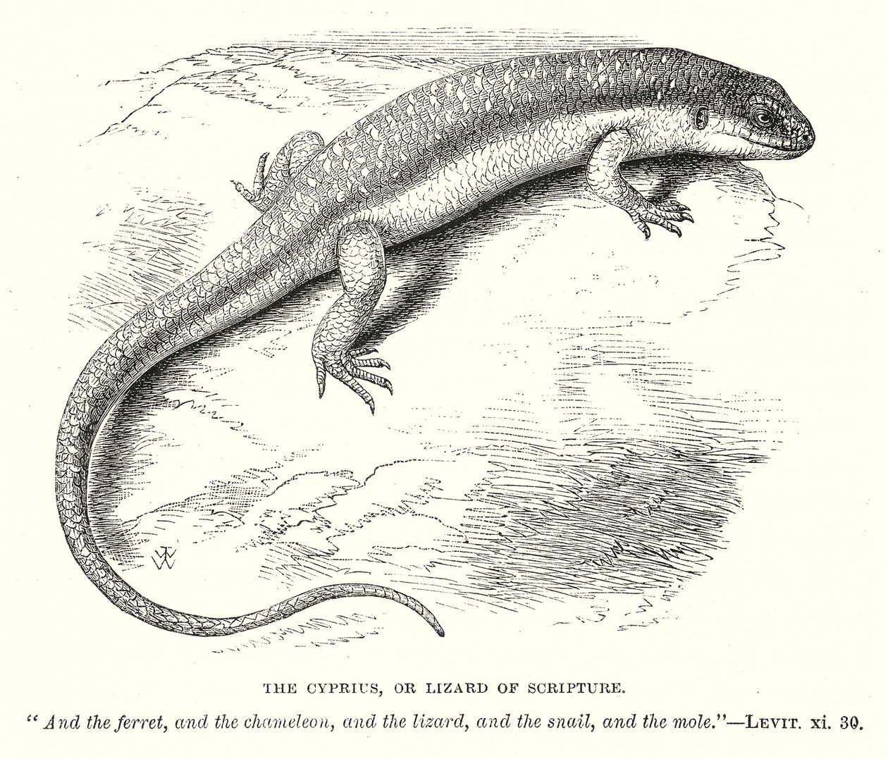 El ciprés o lagarto de las Escrituras (grabado) de English School