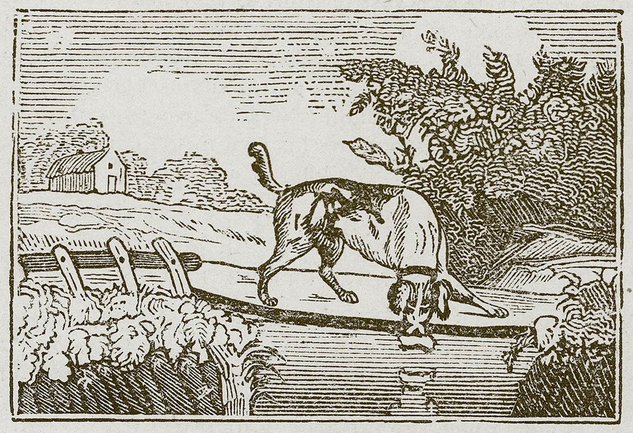 El perro y la sombra (grabado) de English School