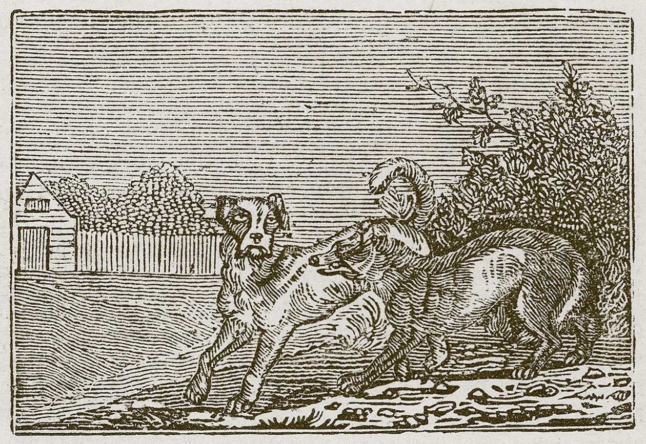 El perro y el lobo (grabado) de English School