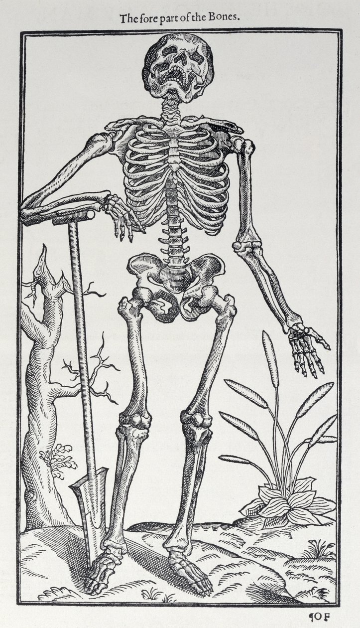 La parte delantera de los huesos, lámina de The Historie of Man publicada por John Banister (1540-1610), 1578 de English School
