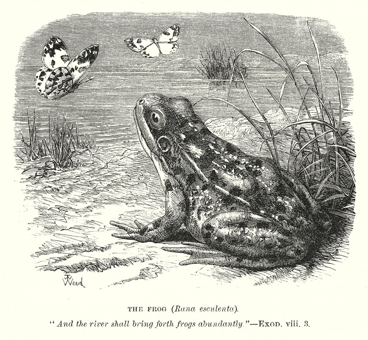 La rana (Rona Esculenta) (grabado) de English School