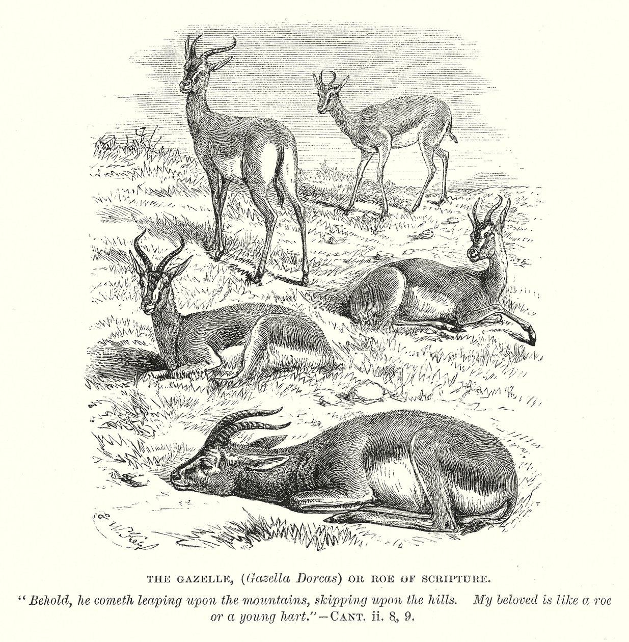 La gacela (Gazella Dorcas) o corza de las Escrituras (grabado) de English School