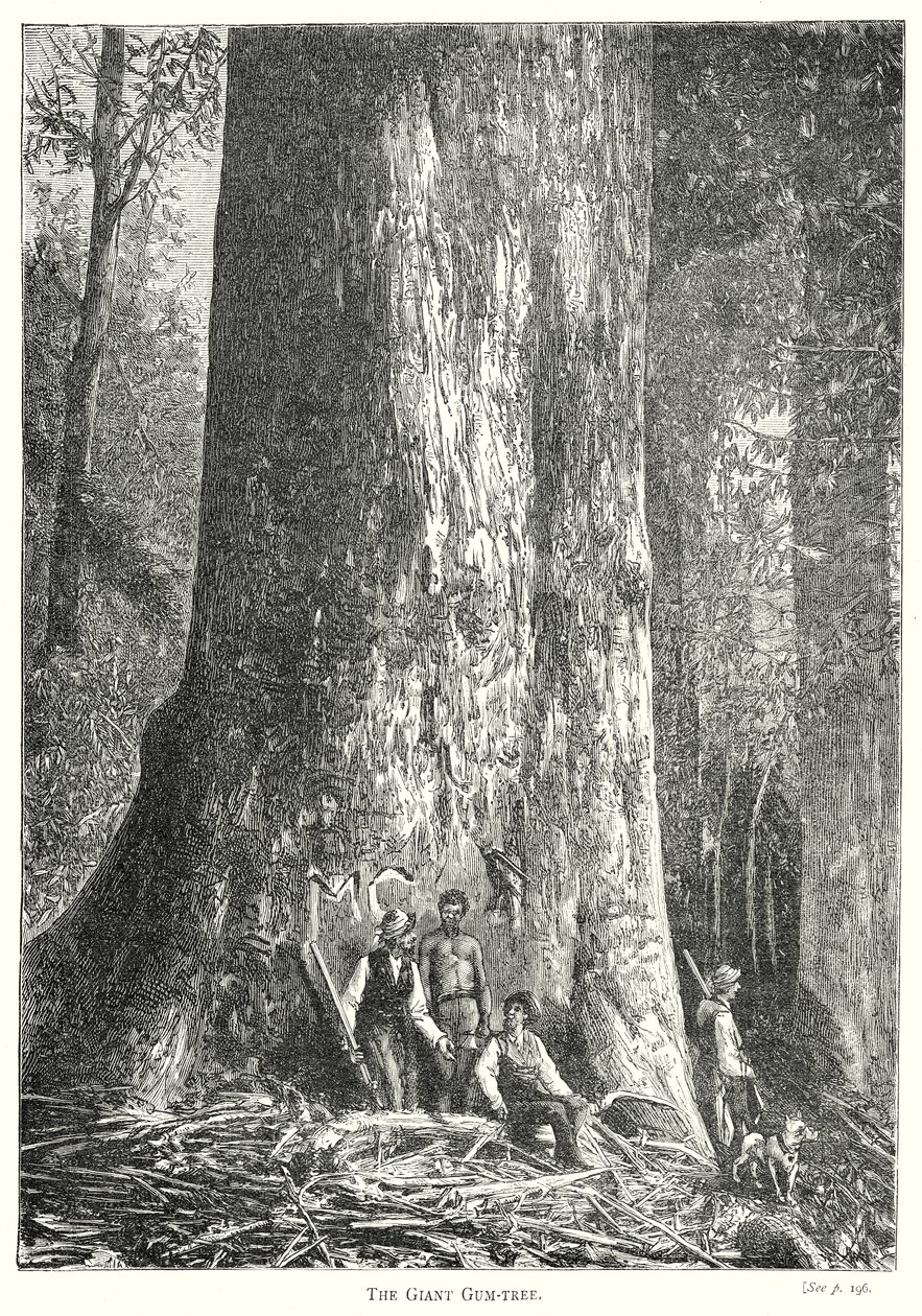 The Giant Gum-Tree (grabado) de English School