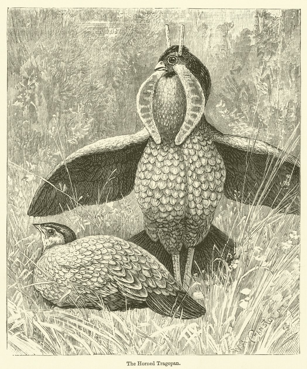 El Tragopan cornudo (grabado) de English School