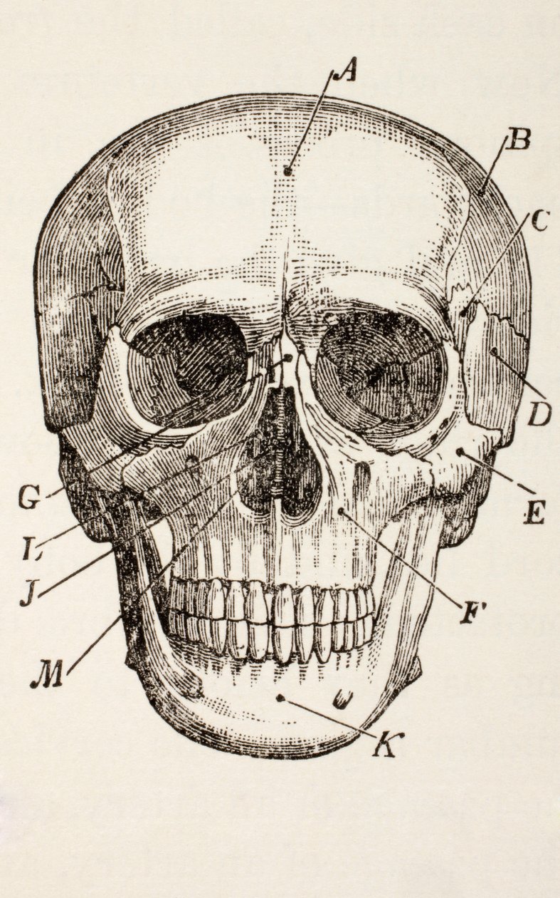 El Cráneo Humano, c.1890 de English School