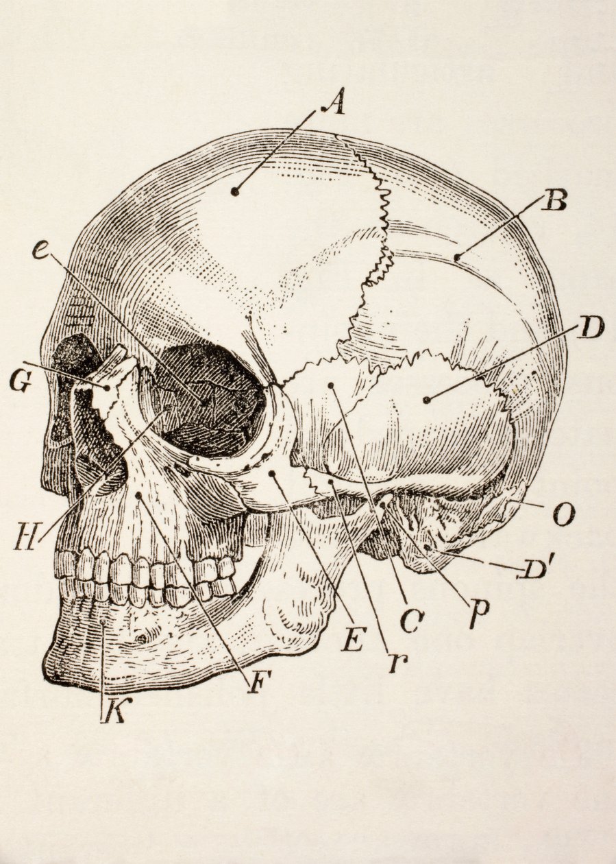 El Cráneo Humano, c.1890 de English School
