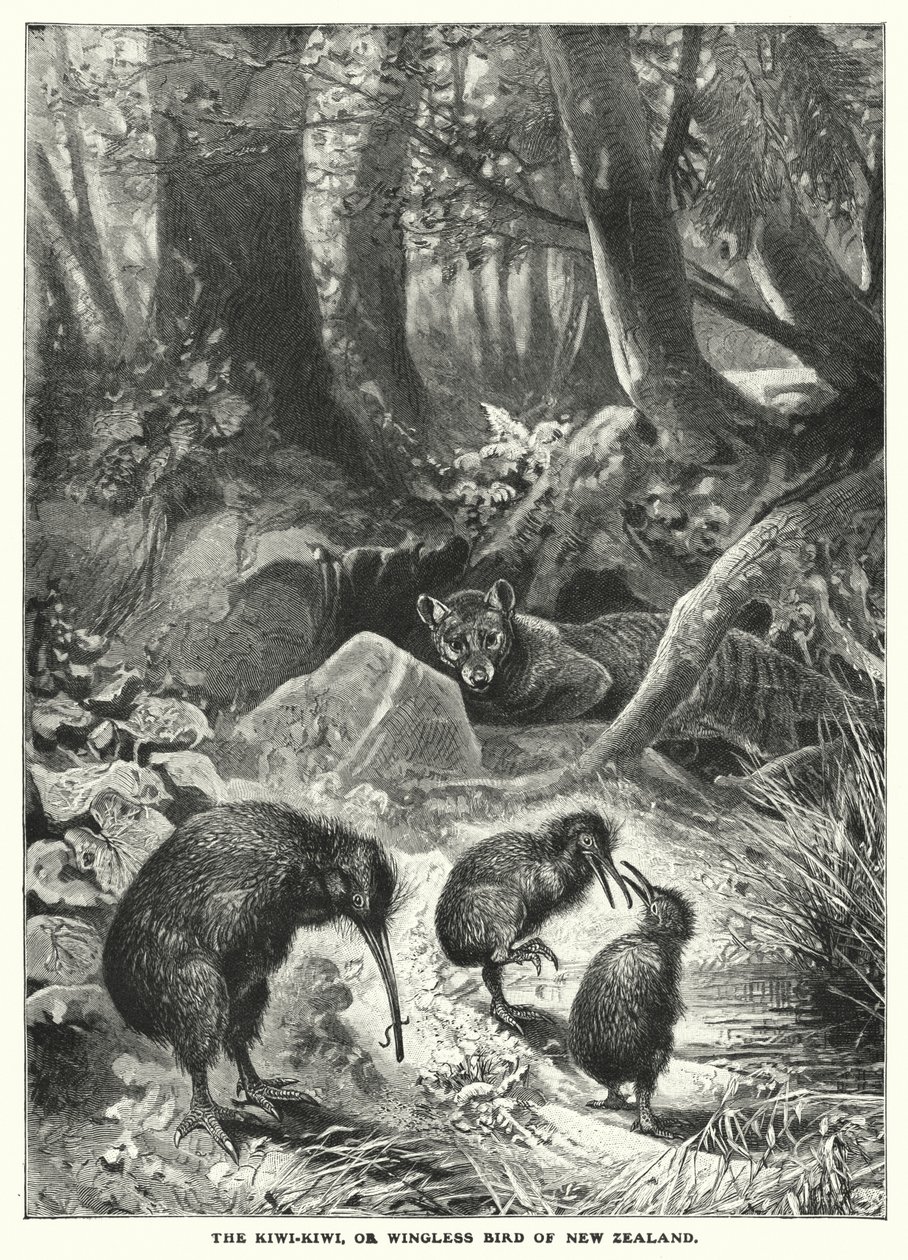 El Kiwi-Kiwi, o ave sin alas de Nueva Zelanda (grabado) de English School