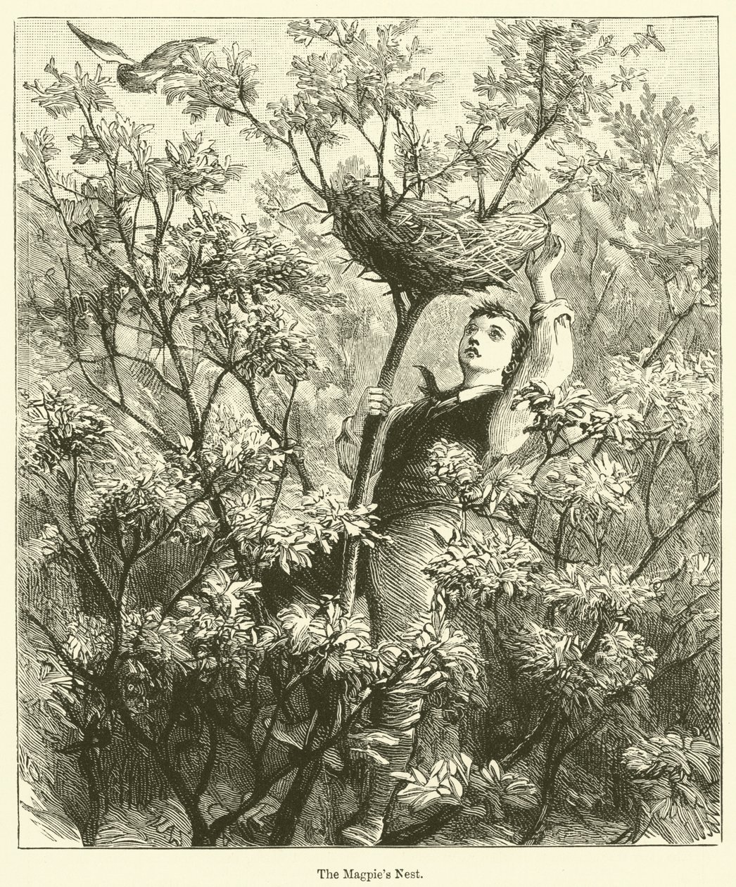 El nido de la urraca (grabado) de English School