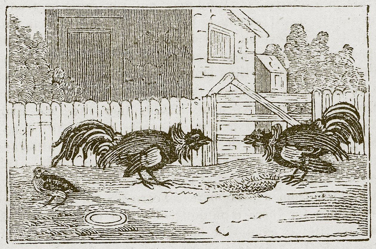 La perdiz y los gallos (grabado) de English School