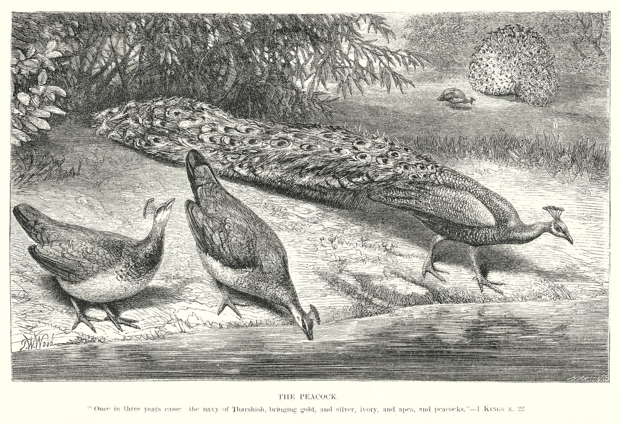 El pavo real (grabado) de English School