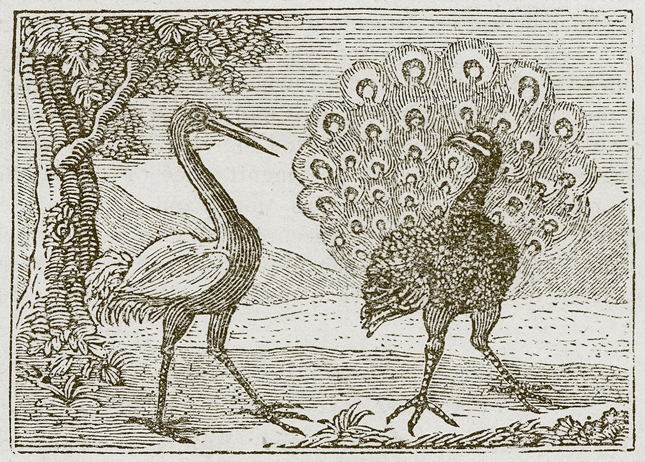 El pavo real y la grulla (grabado) de English School