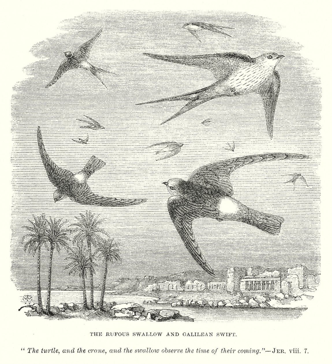 La golondrina rufo y el vencejo galileo (grabado) de English School