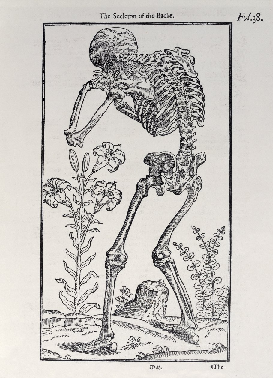 El esqueleto de la espalda, lámina de The Historie of Man publicada por John Banister (1540-1610), 1578 de English School