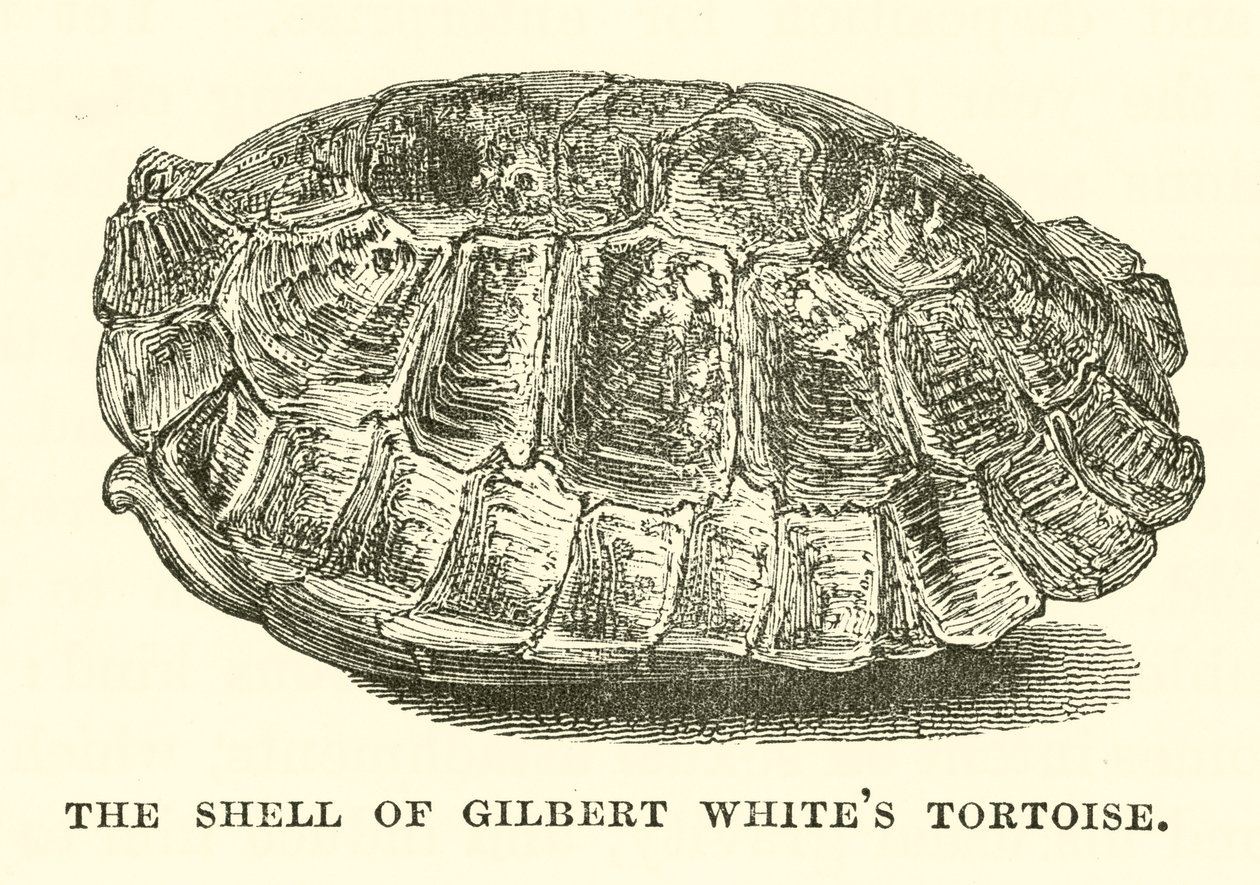 El caparazón de la tortuga de Gilbert White (grabado) de English School
