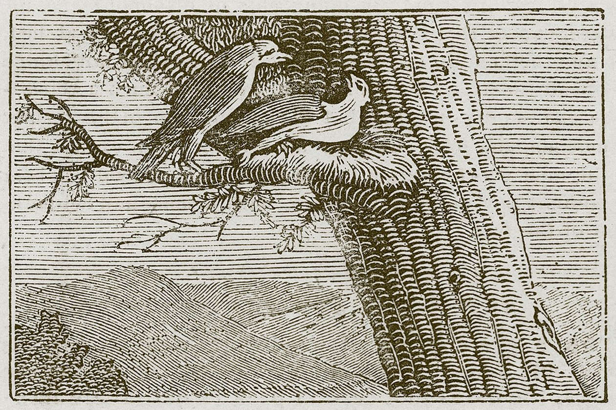 La cometa enferma (grabado) de English School
