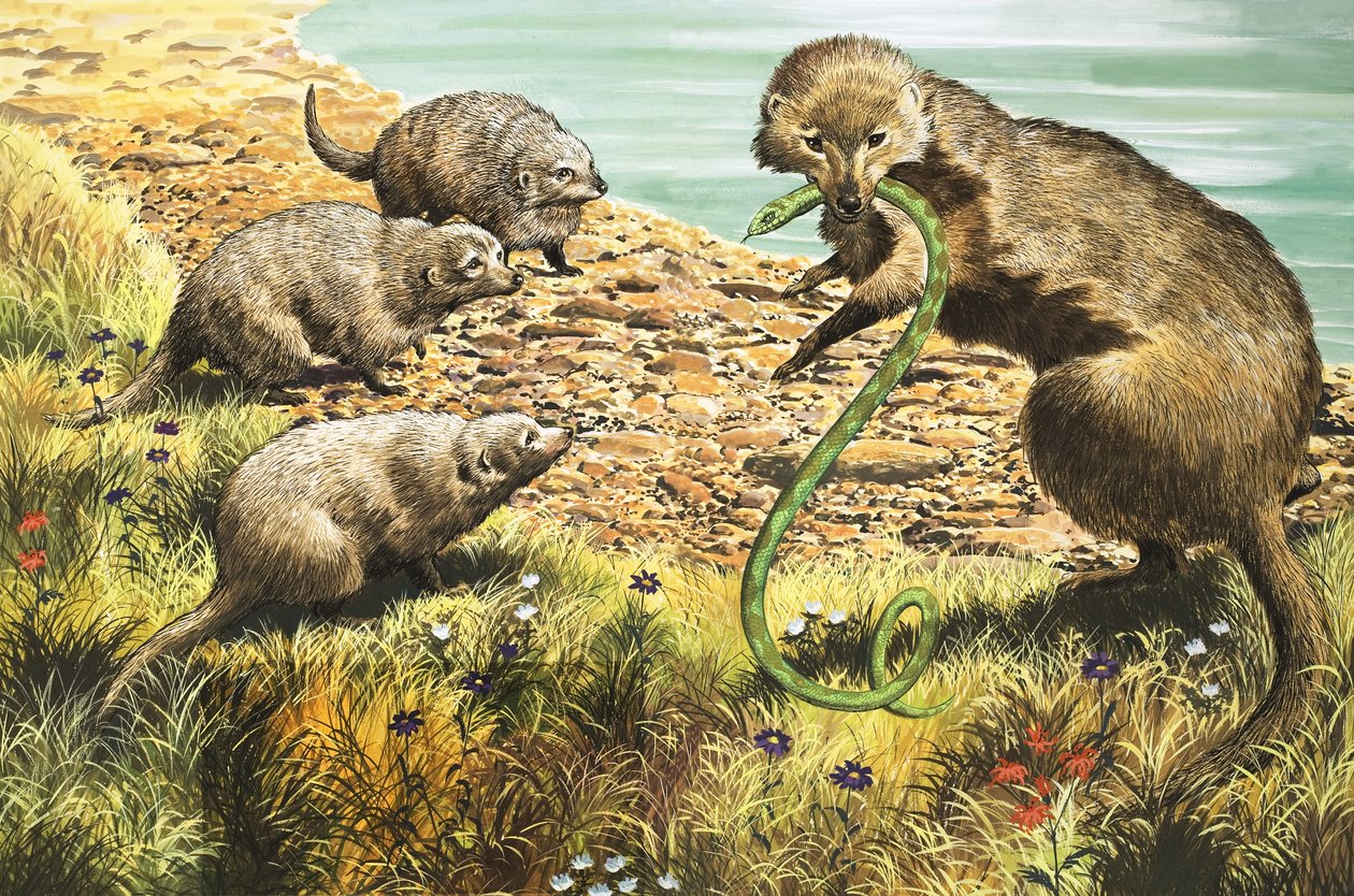 El cazador de serpientes, ilustración de "El país de las maravillas de la naturaleza". de English School