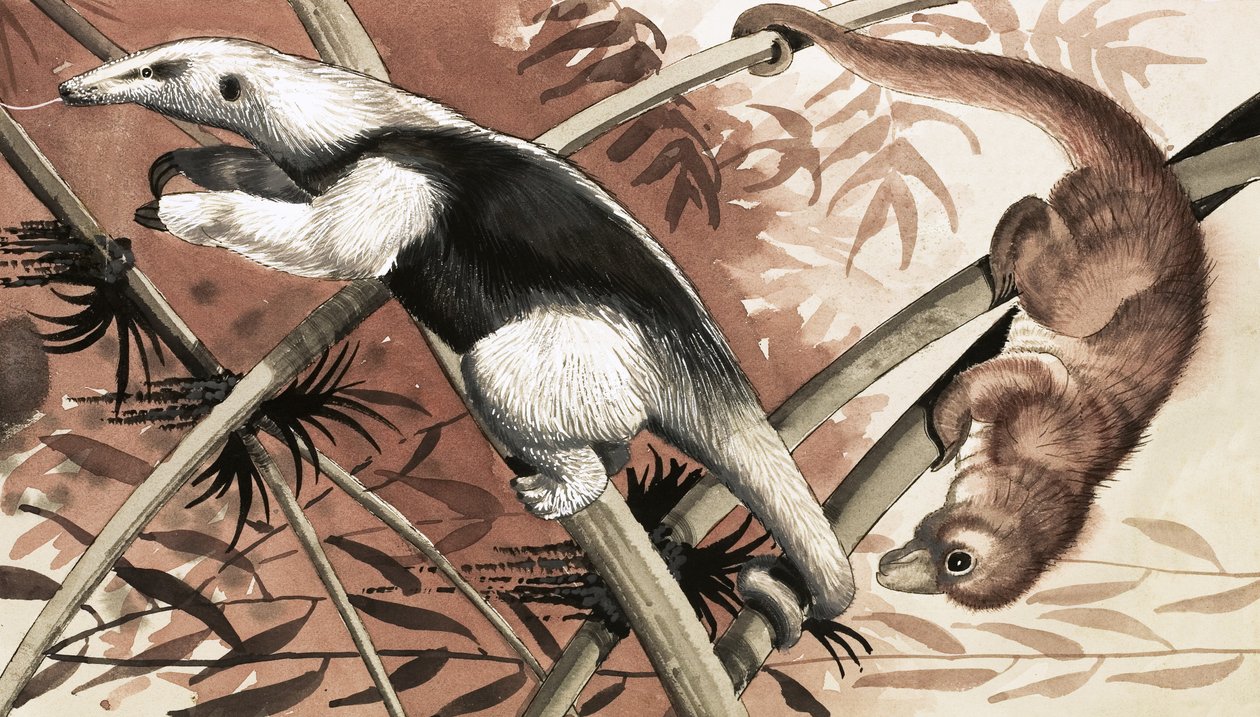 El Tamandua de English School