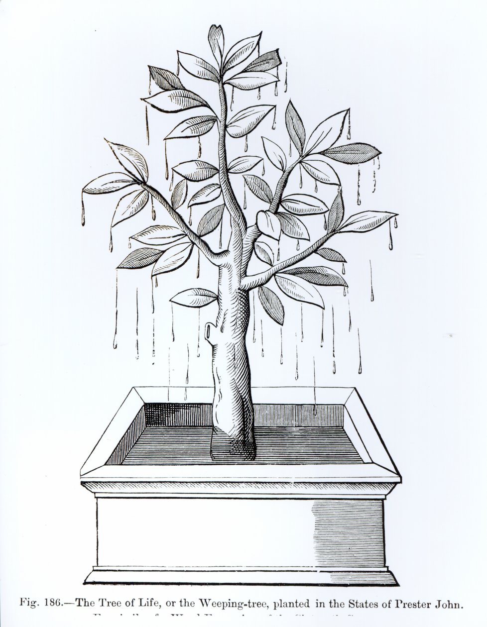 El Árbol de la Vida, o el Árbol Llorón, plantado en los Estados de Preste Juan, ilustración de Ciencia y Literatura en la Edad Media y el Renacimiento, escrito y grabado por Paul Lacroix, 1878 de English School