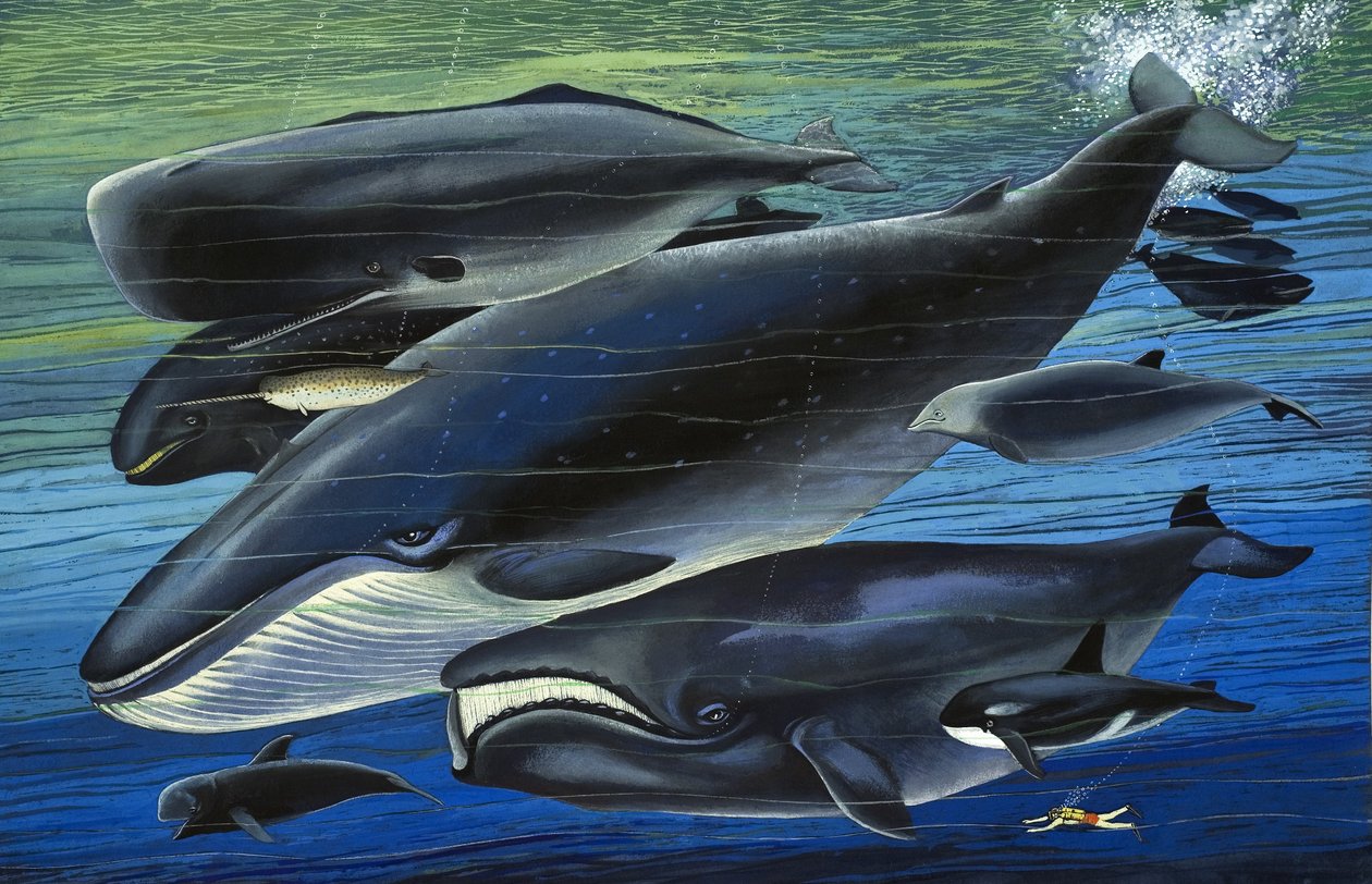 La familia de la ballena, ilustración de "Érase una vez". de English School
